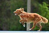 Canis donderdag