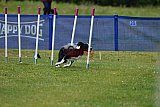 Canis donderdag