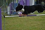 Canis donderdag
