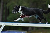 Canis donderdag