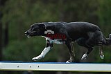 Canis donderdag