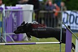 Canis donderdag