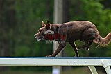 Canis donderdag