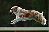 Canis donderdag