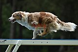 Canis donderdag