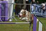 Canis donderdag