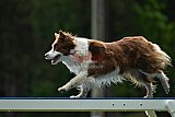 Canis donderdag