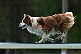 Canis donderdag