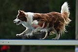 Canis donderdag