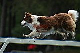 Canis donderdag