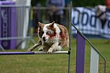 Canis donderdag