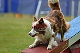 Canis donderdag