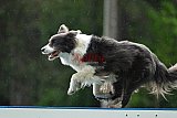 Canis donderdag