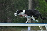 Canis donderdag