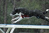 Canis donderdag