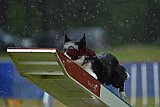 Canis donderdag