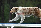 Canis donderdag