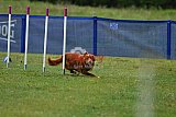 Canis donderdag