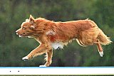 Canis donderdag