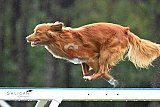 Canis donderdag