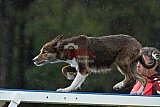 Canis donderdag