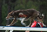 Canis donderdag