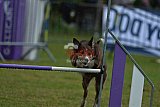 Canis donderdag