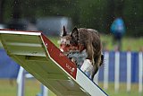 Canis donderdag