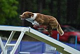 Canis donderdag