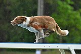 Canis donderdag