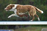Canis donderdag