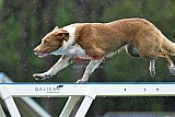 Canis donderdag