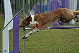 Canis donderdag