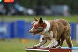 Canis donderdag