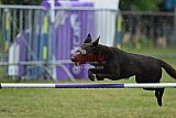 Canis donderdag