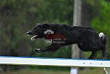 Canis donderdag