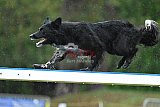 Canis donderdag