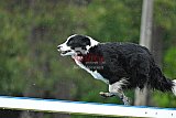 Canis donderdag