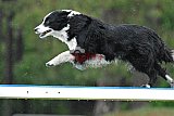 Canis donderdag