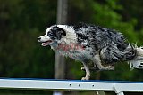 Canis donderdag