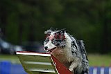 Canis donderdag