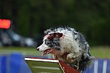 Canis donderdag