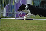 Canis donderdag