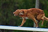 Canis donderdag