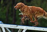 Canis donderdag
