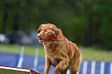 Canis donderdag