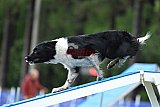 Canis donderdag