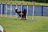Canis donderdag