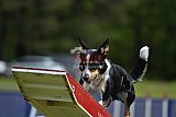 Canis donderdag