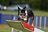 Canis donderdag